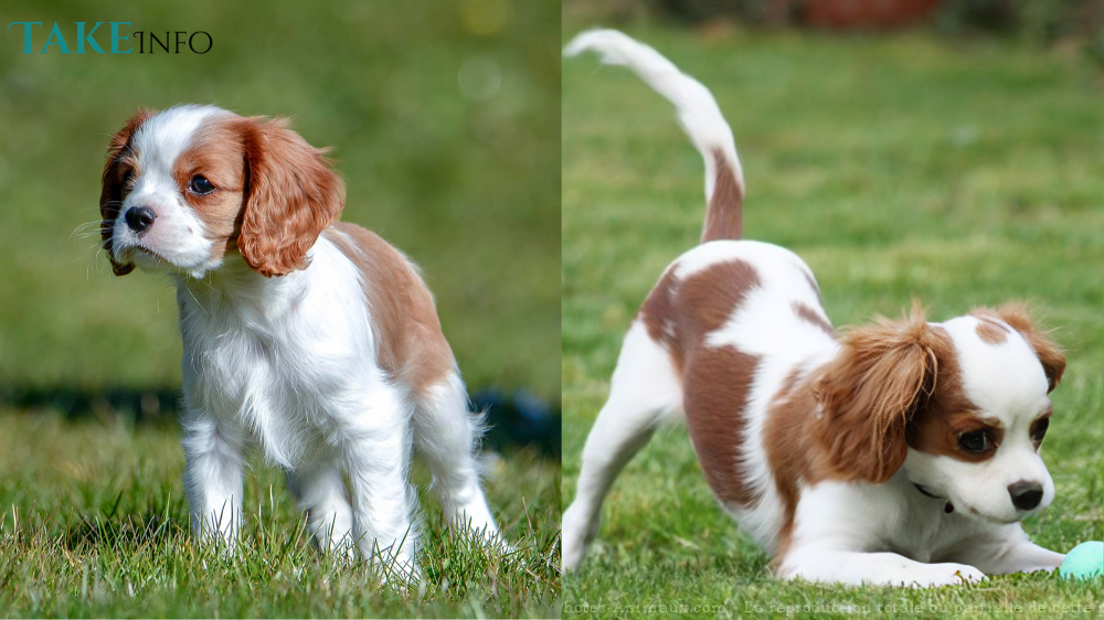 Cavalier King Charles